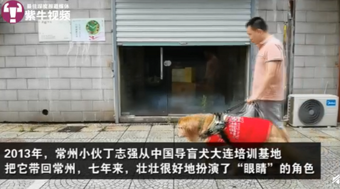 热点|工作7年的江苏首只导盲犬将退役，为啥要送回基地？网友解释令人心疼