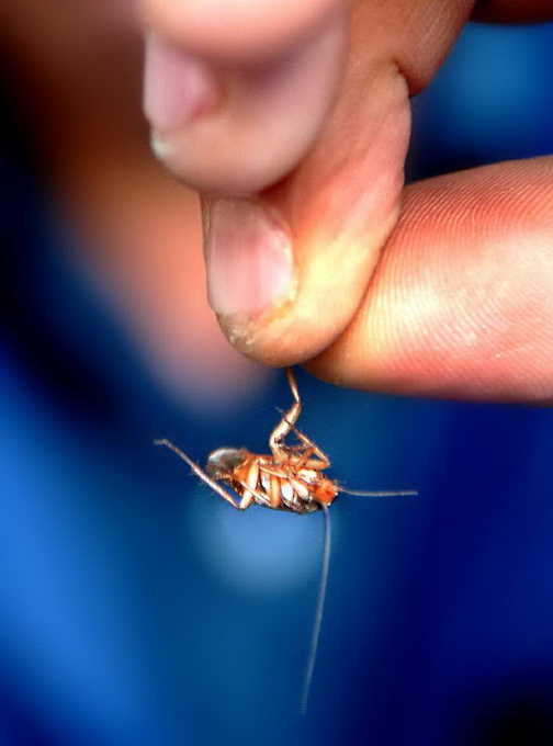推荐|姑娘起夜突遇蟑螂瞬间崩溃！不敢睡轮番找爸妈男友，最后拦住了外卖大叔
