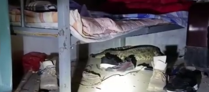 鳄鱼|吓人！家中床下突现1米多长鳄鱼，与动物园工作人员“恶斗”后被捕