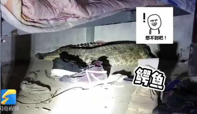 鳄鱼|吓人！家中床下突现1米多长鳄鱼，与动物园工作人员“恶斗”后被捕