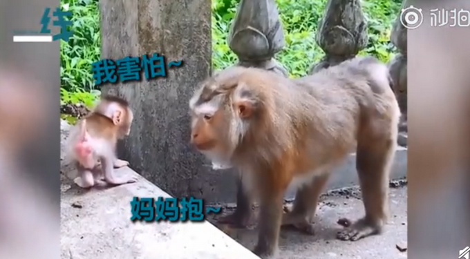 热点|猴子妈妈教宝宝下台阶，耐心鼓励眼神温柔！网友：我还不如一只猴儿