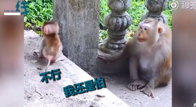 热点|猴子妈妈教宝宝下台阶，耐心鼓励眼神温柔！网友：我还不如一只猴儿