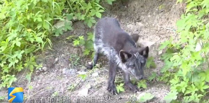 |崂山惊现大量北极狐、银黑狐！大多很虚弱，有的断腿、缺块耳朵……