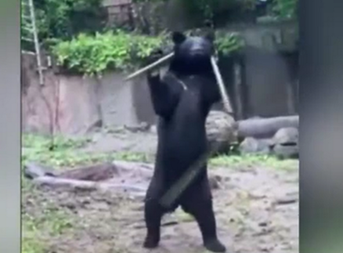 |日本“功夫黑熊”耍三节棍走红，身手敏捷像人一样站立，网友：哼哼哈嘿