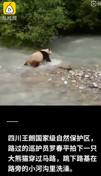 热点|大熊猫热情跟游客击掌互动 网友评价：努力营业尽量照顾到每个粉丝