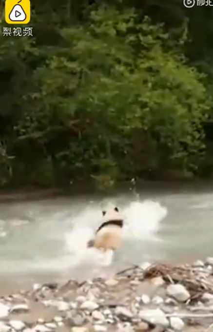 热点|大熊猫热情跟游客击掌互动 网友评价：努力营业尽量照顾到每个粉丝