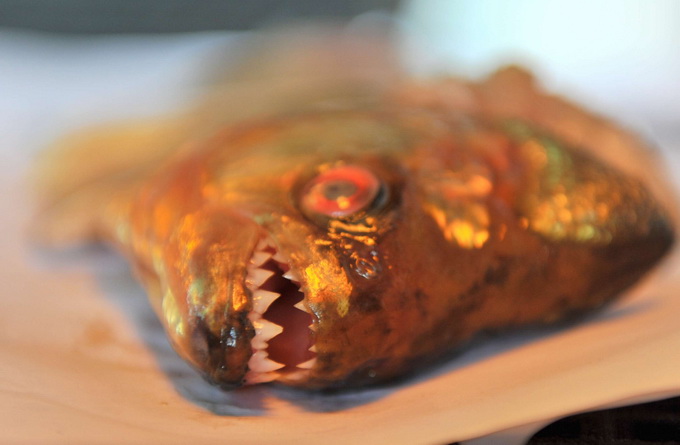 |660多种外来物种入侵中国，每年造成的损失已高达2000亿元