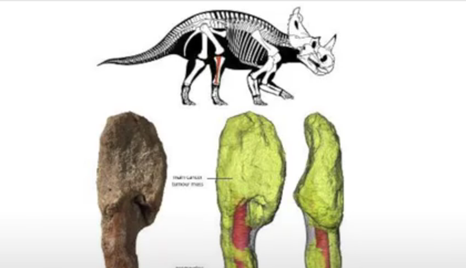 恐龙|恐龙也会得癌症？科学家在有角恐龙化石中诊断出恶性肿瘤