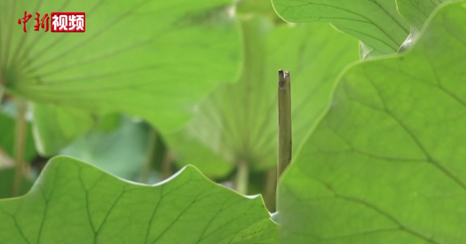 |擅摘并蒂莲者被纳入不文明行为记录，这事你怎么看？