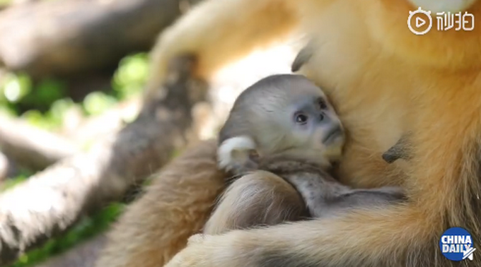 |呆萌可爱！神农架再添一只雄性金丝猴宝宝，网友：一举一动都是贵族气质