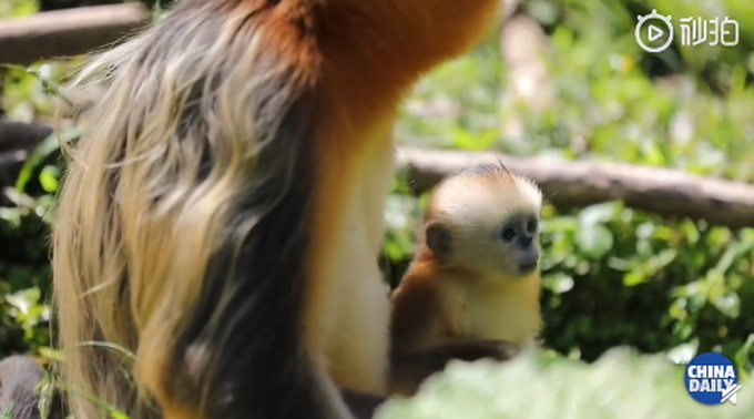 |呆萌可爱！神农架再添一只雄性金丝猴宝宝，网友：一举一动都是贵族气质