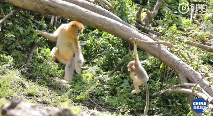 |呆萌可爱！神农架再添一只雄性金丝猴宝宝，网友：一举一动都是贵族气质