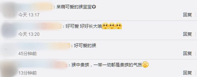 |呆萌可爱！神农架再添一只雄性金丝猴宝宝，网友：一举一动都是贵族气质