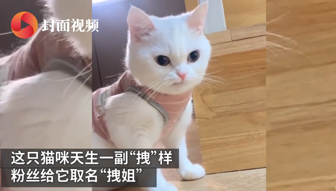 搞笑|可爱！天生一副拽样的猫咪走红，主人：它少颗牙