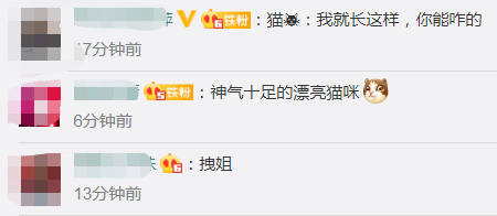 搞笑|可爱！天生一副拽样的猫咪走红，主人：它少颗牙