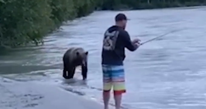 搞笑|镇定渔夫遇熊一秒变雕塑，眼看着鱼被抢走，网友：鱼和熊掌都没了