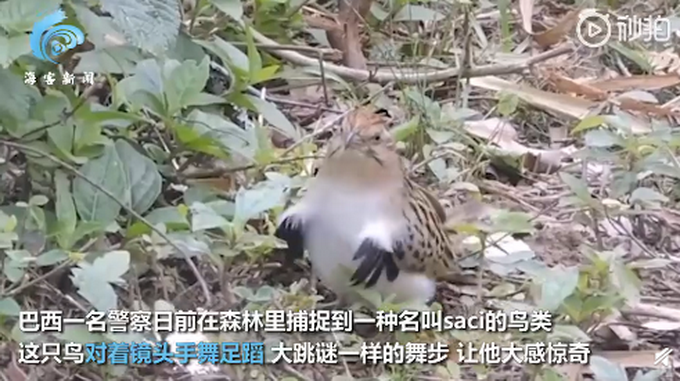 |巴西小鸟在镜头前跳机械舞，疯狂踩点有模有样，网友：太神奇了