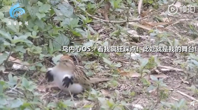 |巴西小鸟在镜头前跳机械舞，疯狂踩点有模有样，网友：太神奇了