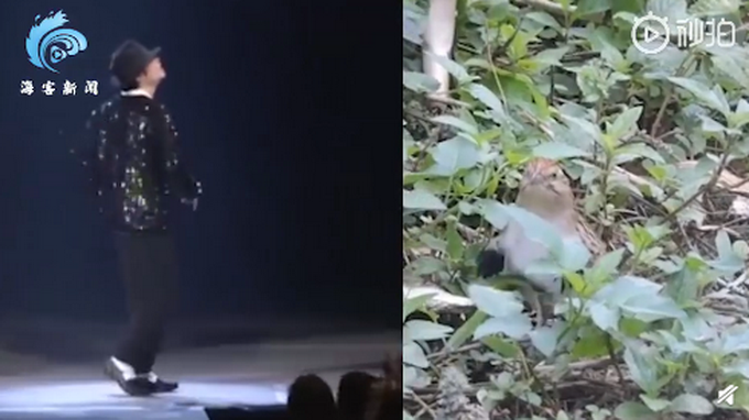 |巴西小鸟在镜头前跳机械舞，疯狂踩点有模有样，网友：太神奇了