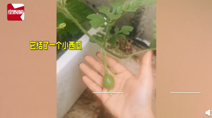 热点|女子花5块楼顶种西瓜，拍下成长过程结果令人意外！网友：不能摸