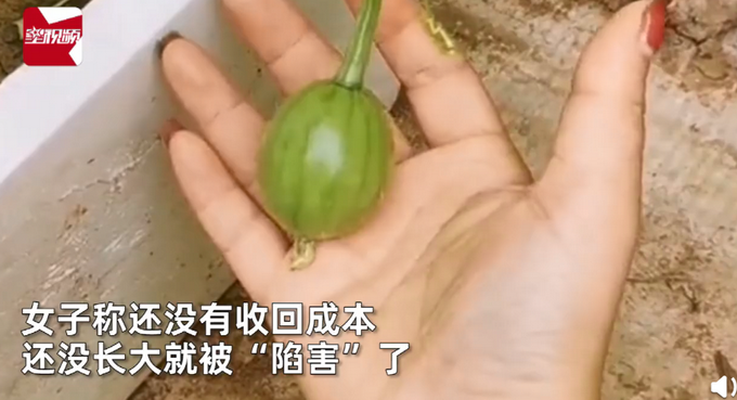 热点|女子花5块楼顶种西瓜，拍下成长过程结果令人意外！网友：不能摸