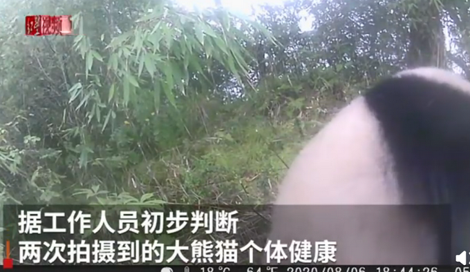 镜头感十足!四川土地岭首次拍到野生大熊猫 具体是怎么回事？