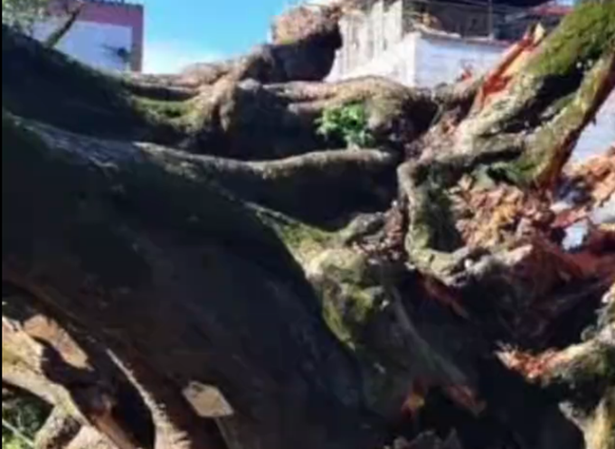 古树|遗憾！广东1100多岁古榕树倒塌，网友：希望能抢救回来