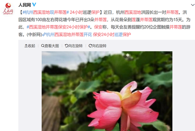 热点|杭州西溪湿地现并蒂莲，园方：保安24小时巡逻保护