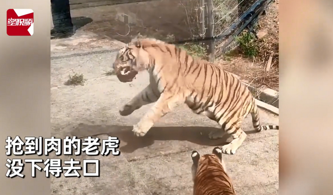 热点|太萌！母老虎为吃肉躺地卖萌撒娇，公老虎一脸无奈将肉让出