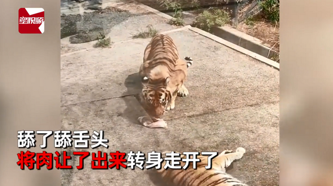 热点|太萌！母老虎为吃肉躺地卖萌撒娇，公老虎一脸无奈将肉让出