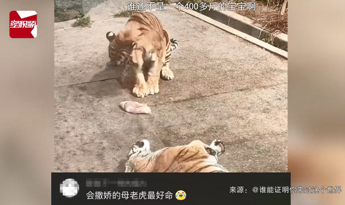 热点|太萌！母老虎为吃肉躺地卖萌撒娇，公老虎一脸无奈将肉让出