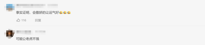热点|太萌！母老虎为吃肉躺地卖萌撒娇，公老虎一脸无奈将肉让出