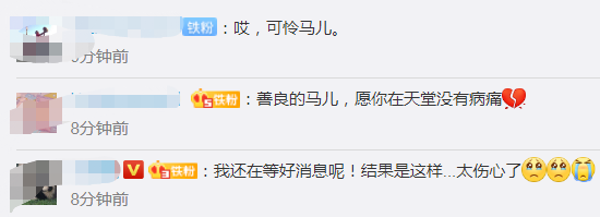 |马儿走好！福建下海救人两匹救命恩马已去世