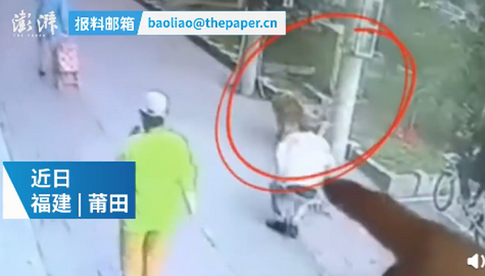 热点|遛狗老人被高空坠猫砸晕，金毛犬堵住肇事猫，不让其“离开”？