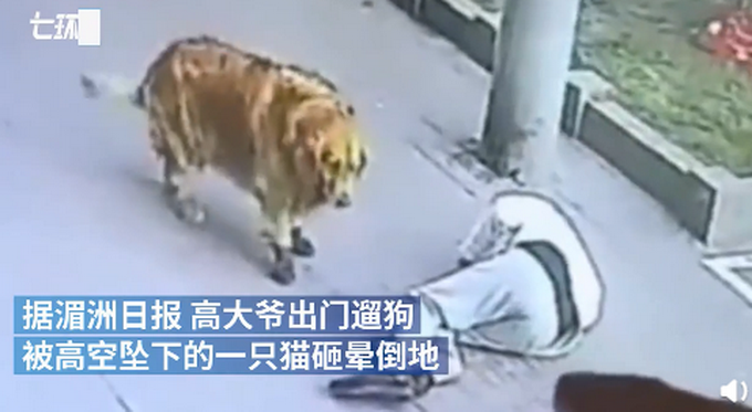 热点|遛狗老人被高空坠猫砸晕，金毛犬堵住肇事猫，不让其“离开”？