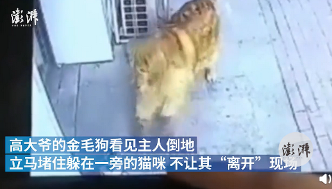 热点|遛狗老人被高空坠猫砸晕，金毛犬堵住肇事猫，不让其“离开”？