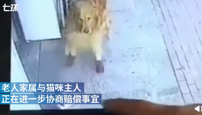 热点|遛狗老人被高空坠猫砸晕，金毛犬堵住肇事猫，不让其“离开”？