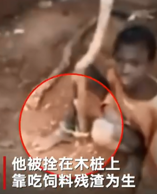 热点|尼日利亚男孩被拴羊圈2年吃饲料，其父亲和17名兄弟姐妹被曝衣食无忧