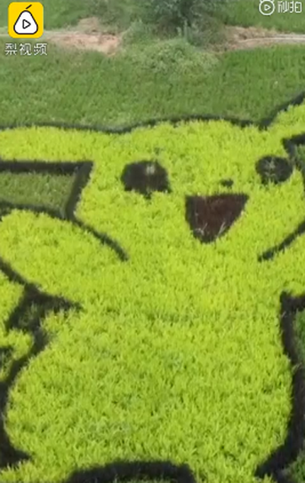 热点|村民用5色水稻种出稻田画，GPS定位种400亩！网友：太美了