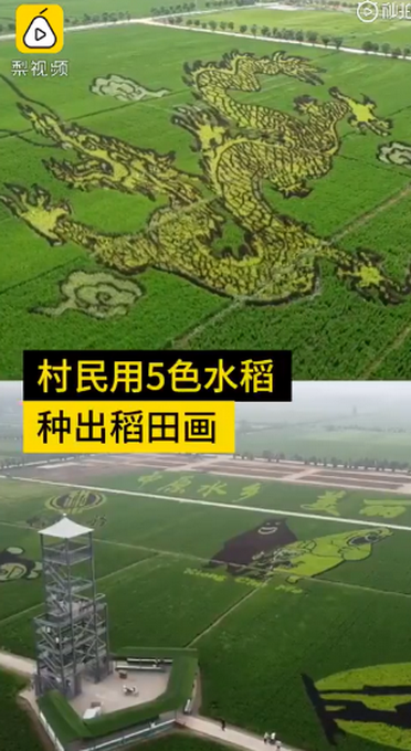 热点|村民用5色水稻种出稻田画，GPS定位种400亩！网友：太美了