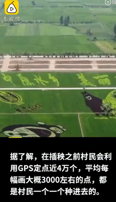 热点|村民用5色水稻种出稻田画，GPS定位种400亩！网友：太美了