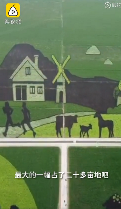 热点|村民用5色水稻种出稻田画，GPS定位种400亩！网友：太美了