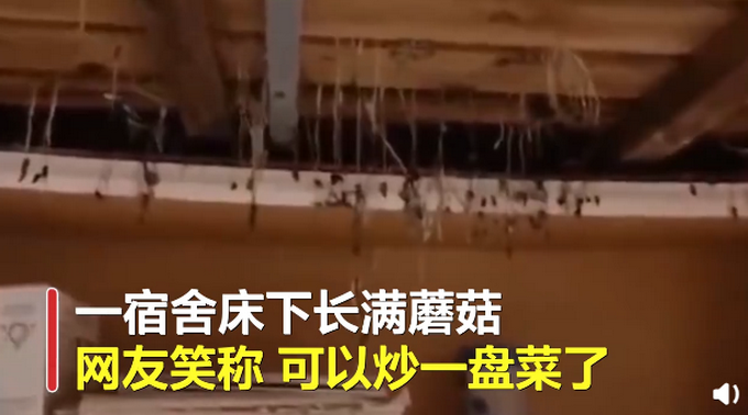 推荐|因疫情不能回校，大连高校宿舍床板长金针菇 网友：可以炒盘菜了