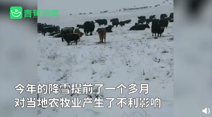 推荐|甘肃甘南三伏天下雪，比往年提前一个多月 网友：一夜穿越到冬天