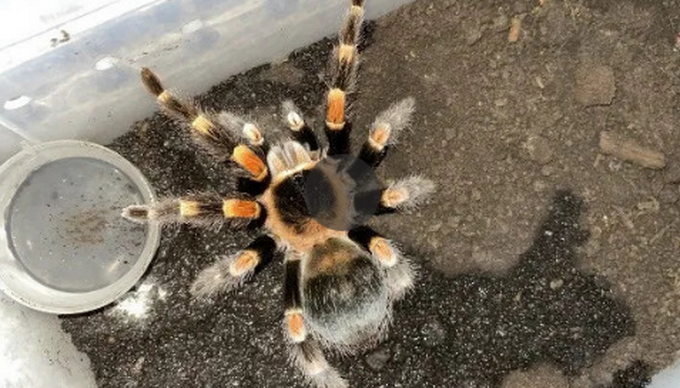 热点|杭州一男子与几千只蜘蛛同吃同住，整个房间成盘丝洞！民警上门惊呆