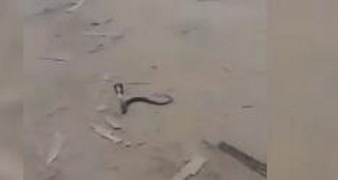 推荐|河北新乐数百条养殖眼镜蛇出逃？官方回应：已对养殖户四周进行围栏封堵