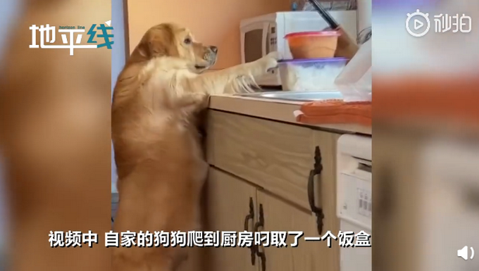 偷吃|好沮丧！狗狗偷吃被主人教育后满脸委屈地放下，网友：眉毛都皱巴巴了