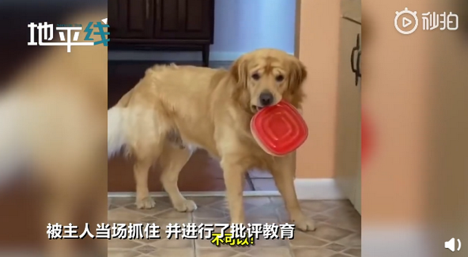 偷吃|好沮丧！狗狗偷吃被主人教育后满脸委屈地放下，网友：眉毛都皱巴巴了