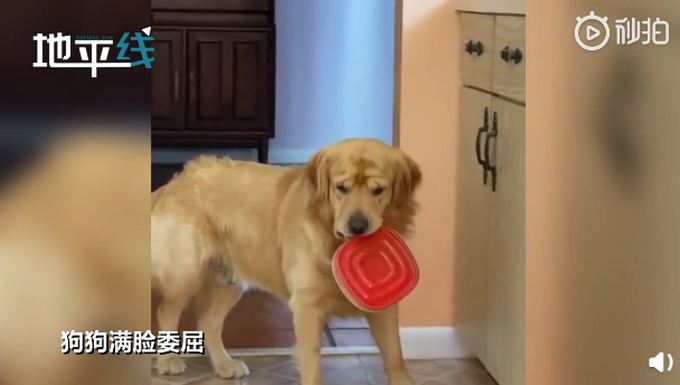 偷吃|好沮丧！狗狗偷吃被主人教育后满脸委屈地放下，网友：眉毛都皱巴巴了