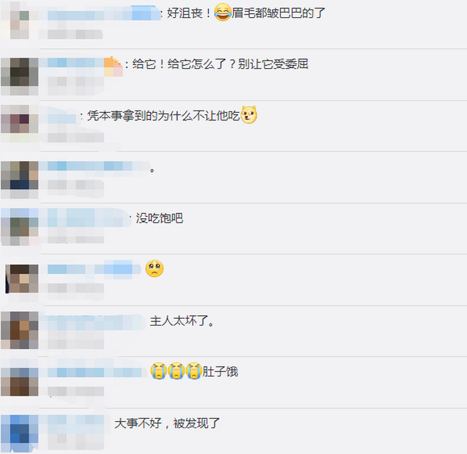 偷吃|好沮丧！狗狗偷吃被主人教育后满脸委屈地放下，网友：眉毛都皱巴巴了